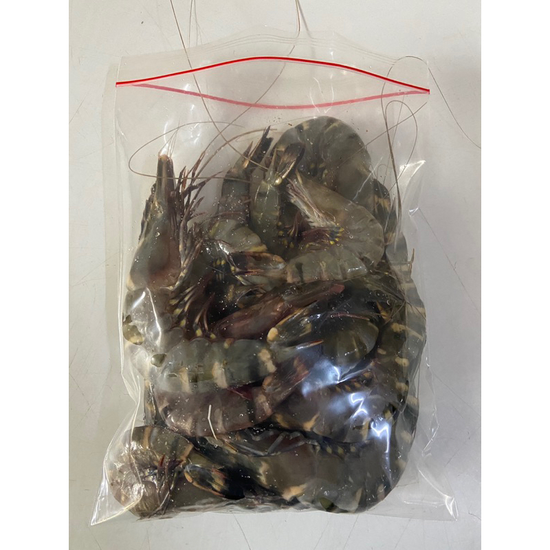 

Udang Tiger Laut Frozen (Diproses langsung dari Fresh)