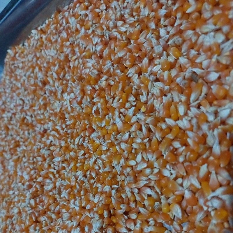 

jagung kristal biji timun