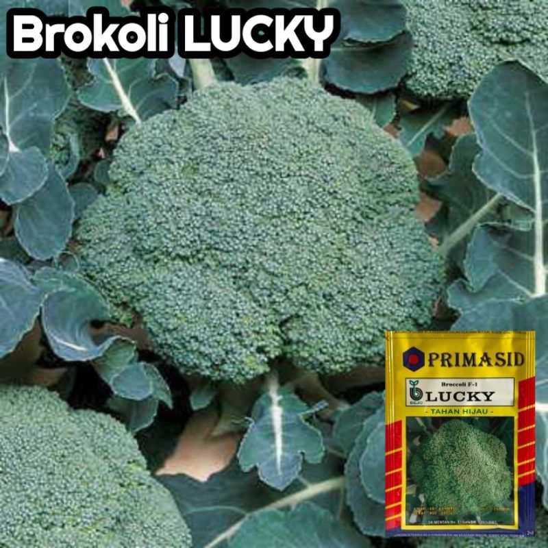 100 Biji Brokoli LUCKY | Benih Brokoli | Benih Sayuran