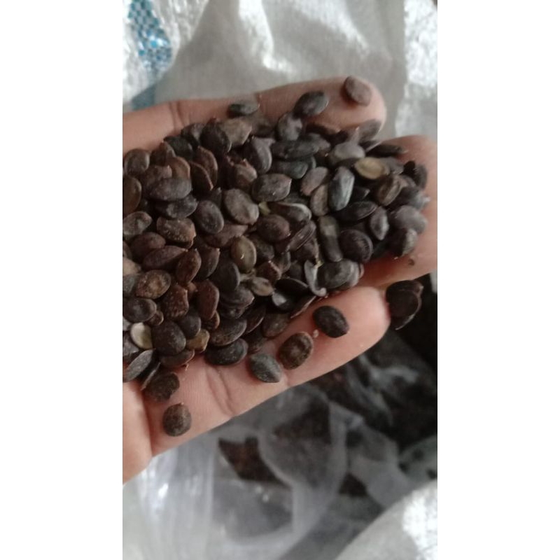 Benih Kaliandra merah 1kg / biji kaliandra merah siap semai / kaliandra merah premium