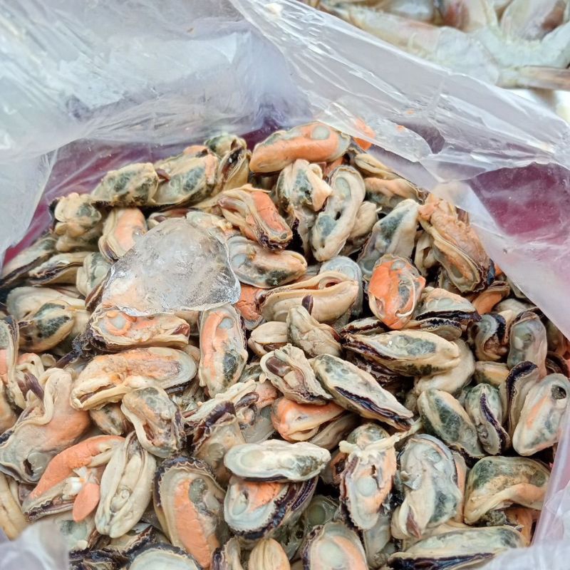 

ikan kerang konsumsi fresh masih baru berat 250 gram