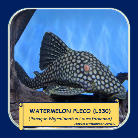 IKAN HIAS AIR TAWAR - PLECO WATERMELON / WATERMELON PLECO / PANAQUE NIGROLINEATUS (L330)