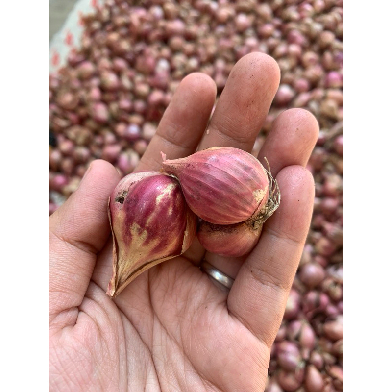 

1 KG 15RB Bawang merah