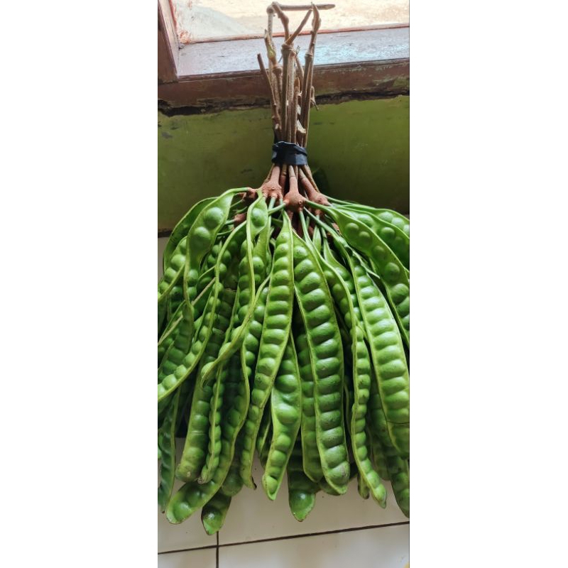 

pete / petai tua fresh asli Tasikmalaya rasa manis khas pete