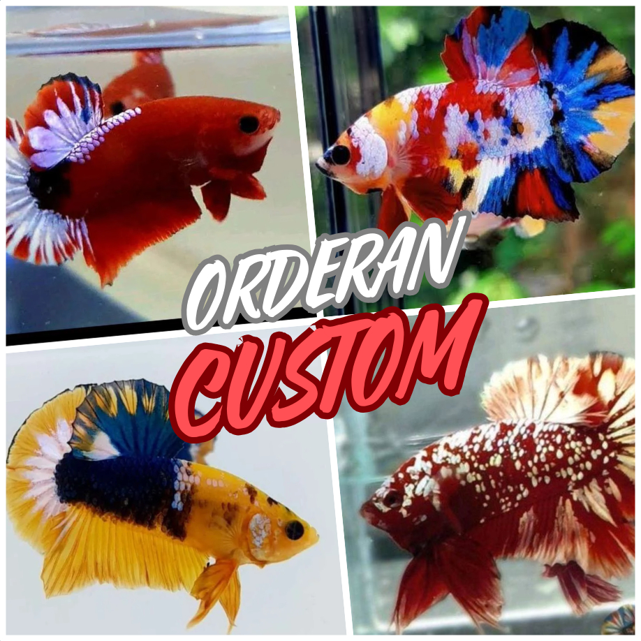 

PAKETAN CUPANG CUSTOM ORDER - BUKAN STICKER BUKAN MAINAN BUKU TULIS