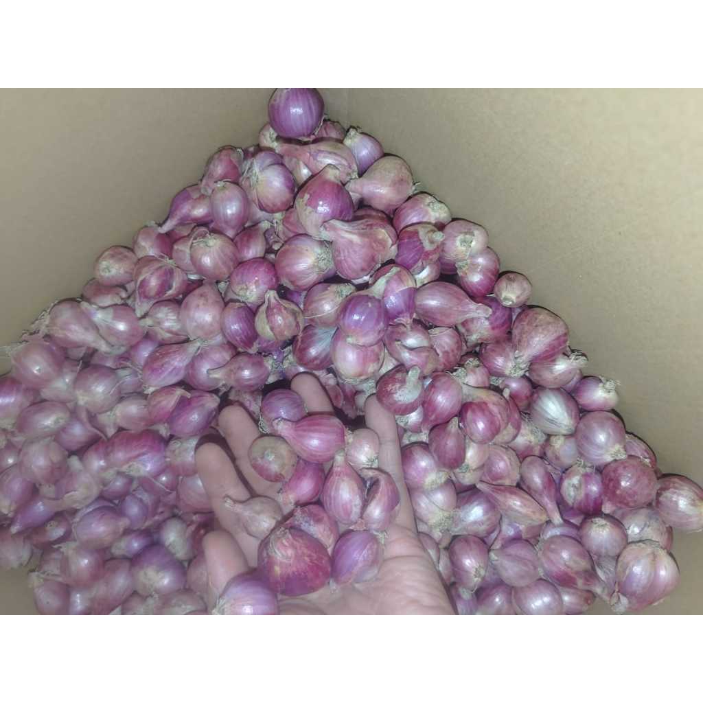 

Bawang merah besar 1kg / 1000gram pilihan