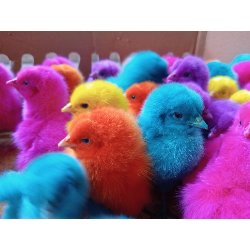 Ayam Hidup Warna-Warni Hiasan Anak-Anak