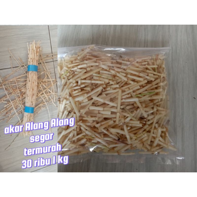 

Akar Alang Alang SEGAR 30 ribu