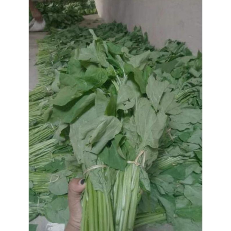 

daun lencak, ranti, lumay fresh baru petik