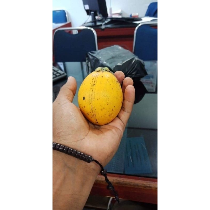 

BUAH TUA SUPER PINANG PANDAN WANGI