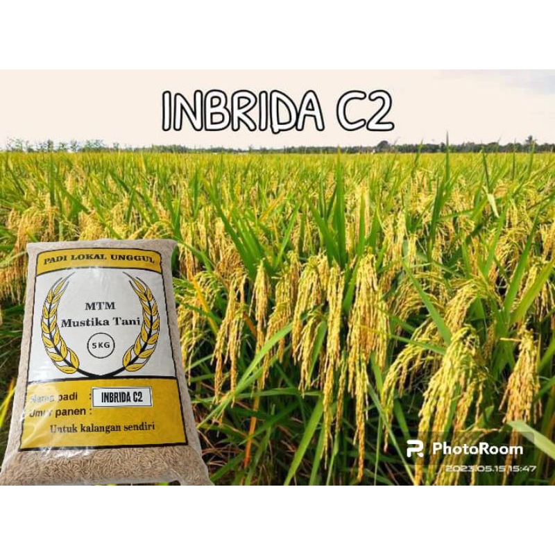 benih padi inbrida c2 5kg ori