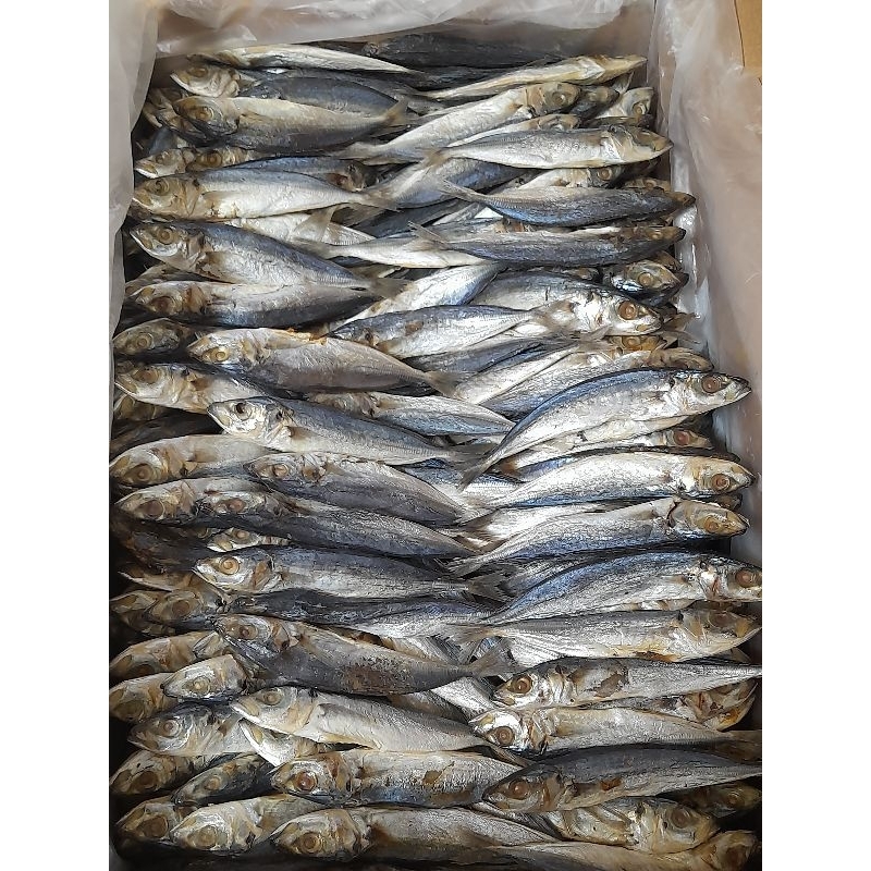 

ikan cue/ Layang/ japuh