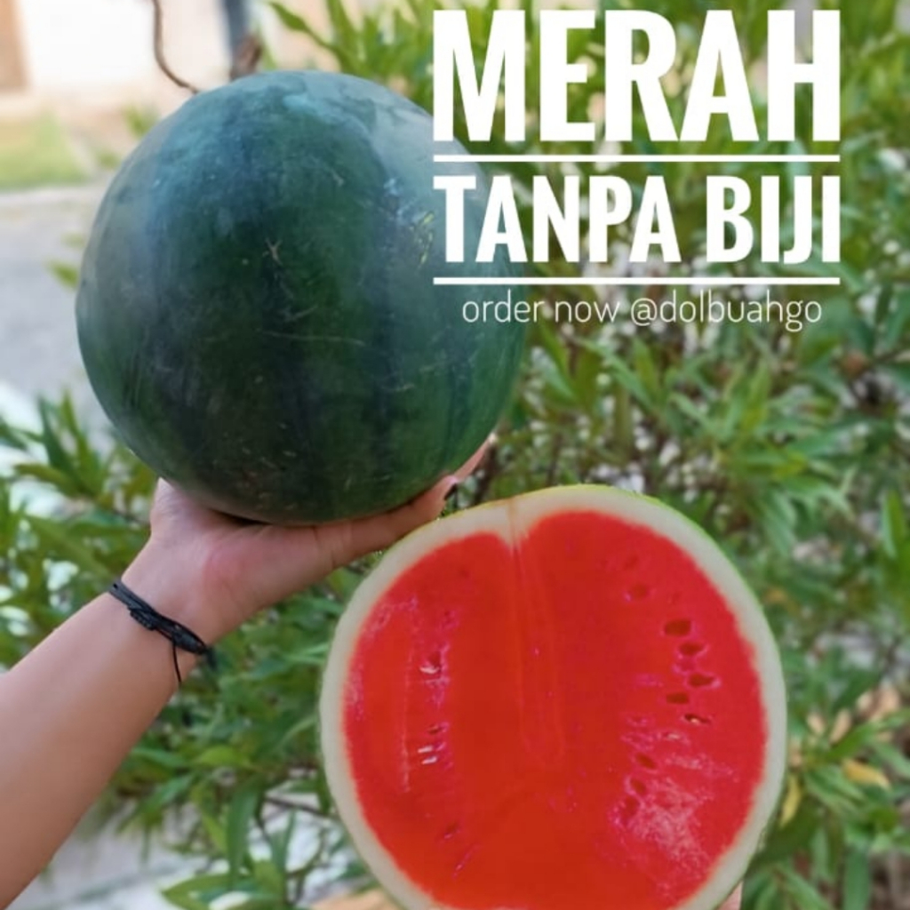 

Semangka Merah Tanpa Biji Manis Segar Berkualitas -INSTAN SEMARANG - Dolbuah