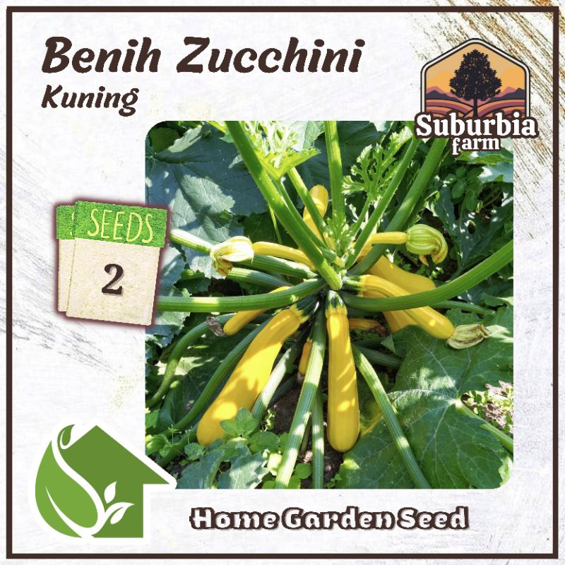 2 Biji Benih Zucchini Kuning Bibit Zukini