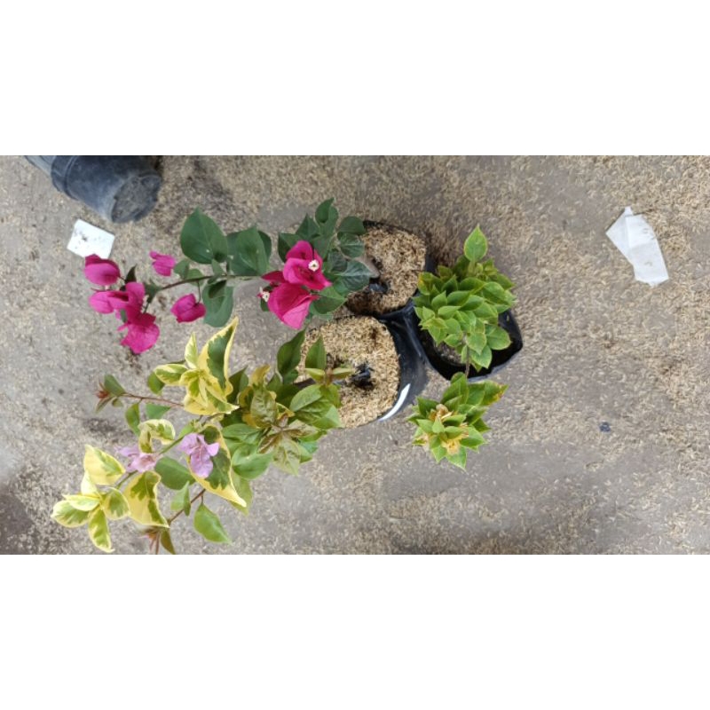 pesanan bougenville bonsai