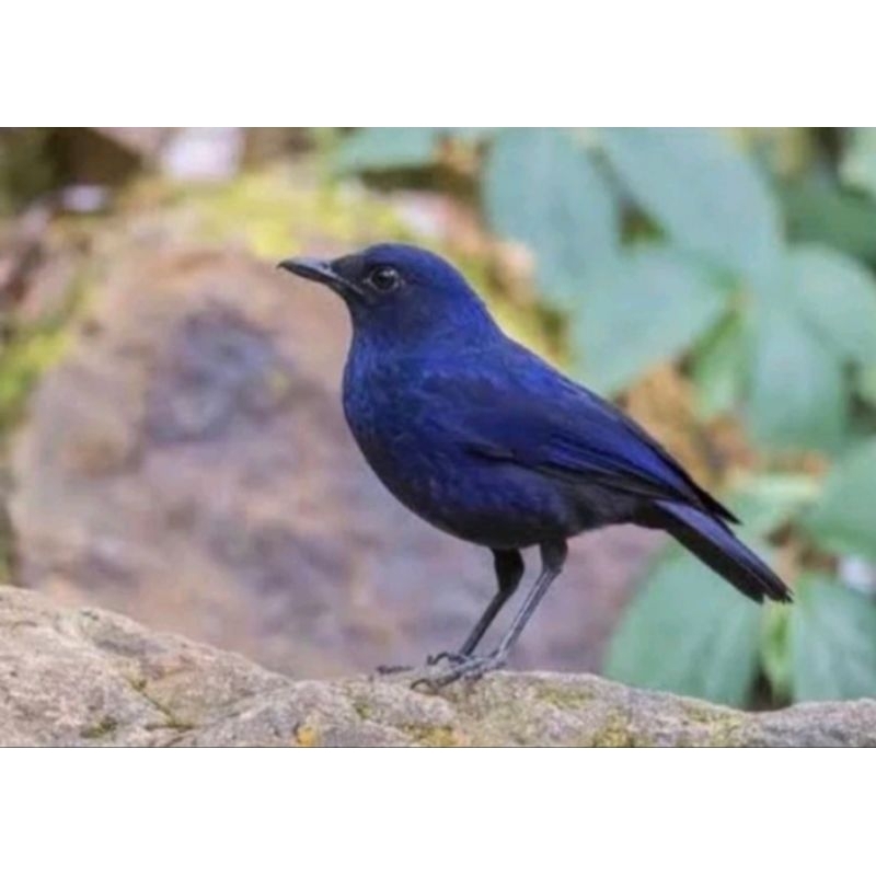 burung ciung batu rawatan semi pur jantan