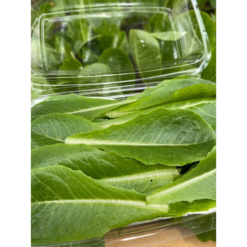 Baby Romaine