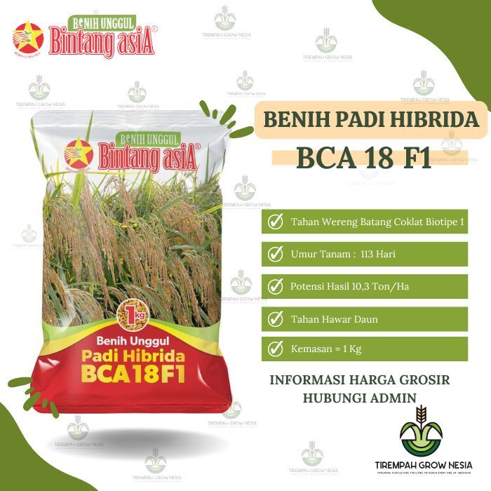 BENIH PADI HIBRIDA BINTANG ASIA BCA 18 F1 PADI HIBRIDA BENIH HIBRIDA BENIH F1 BIBIT PADI