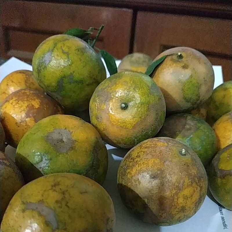 

Jeruk siem madu fresh asli Malang manis