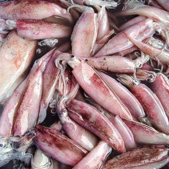 

RB Cumi Segar 500gr / Cumi Cumi Basah Segar