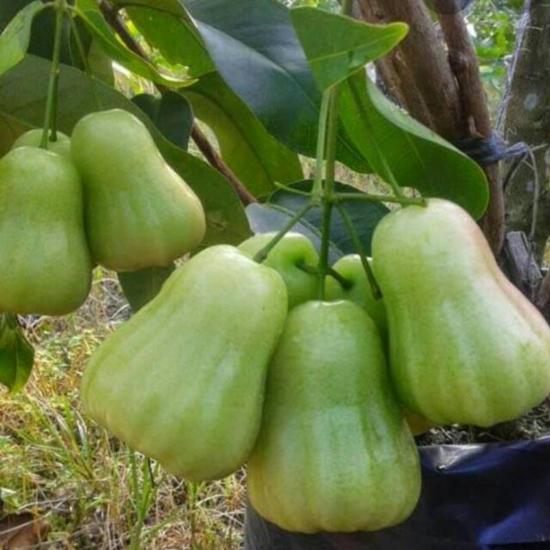 INDUKAN BIBIT JAMBU AIR MADU DELI cangkok