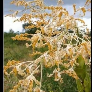 dendrobium discolor tanimbar