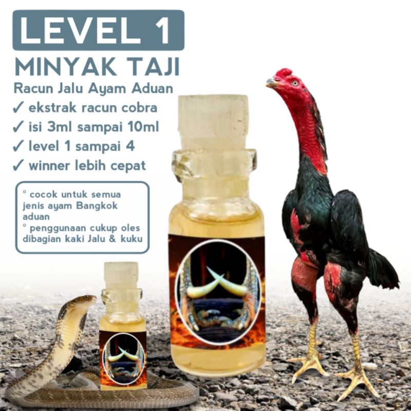 Siap Gebrak tarungan ayam Bangkok asli