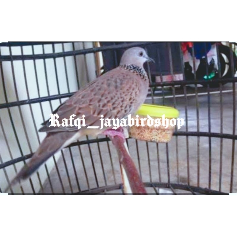 BURUNG TEKUKUR GACORAN KUK 2