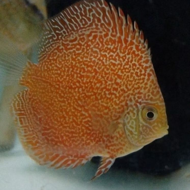 Discus SKV ikan hias aquarium kualitas terbaik / Asli dari anakan SKV  / ikan hias air tawar discus7