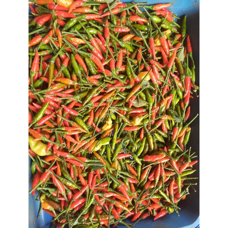 

CABE RAWIT SEGAR BERKUALITAS TERBAIK