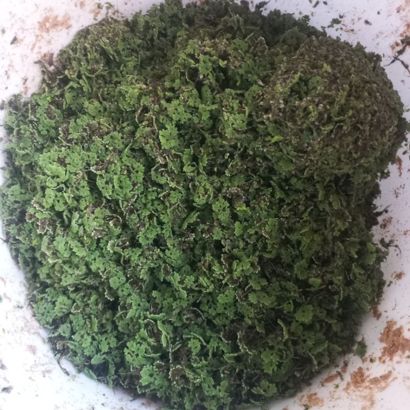 Azolla super jumbo pakan ternak ayam itik entok