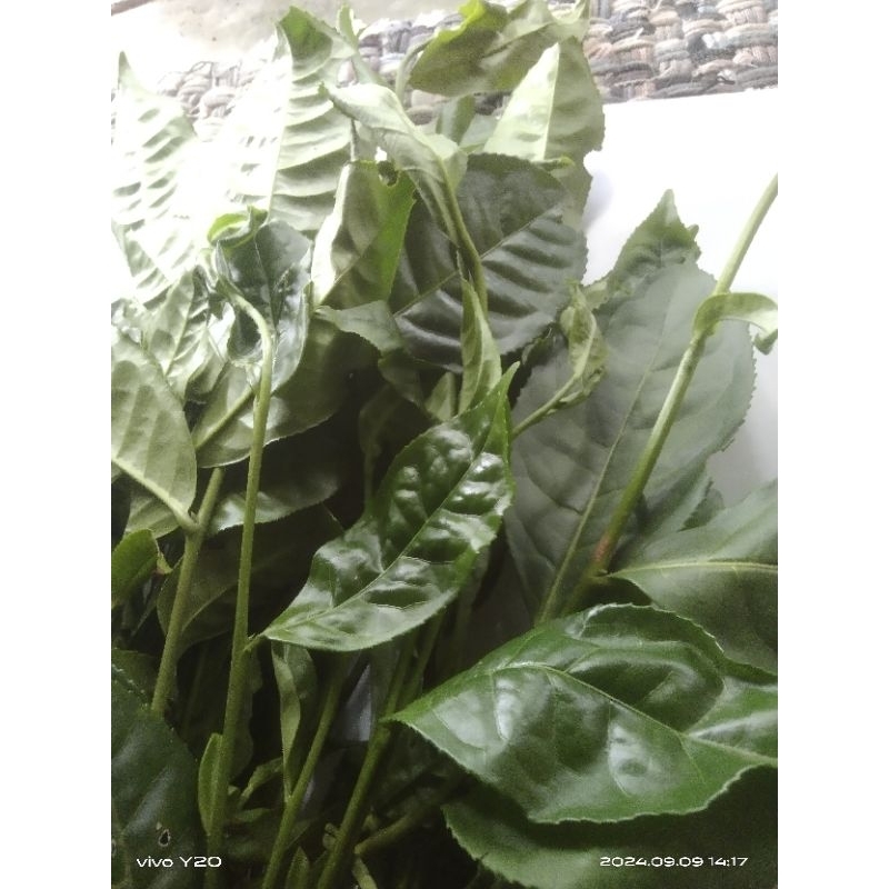 daun teh hijau segar /500grm