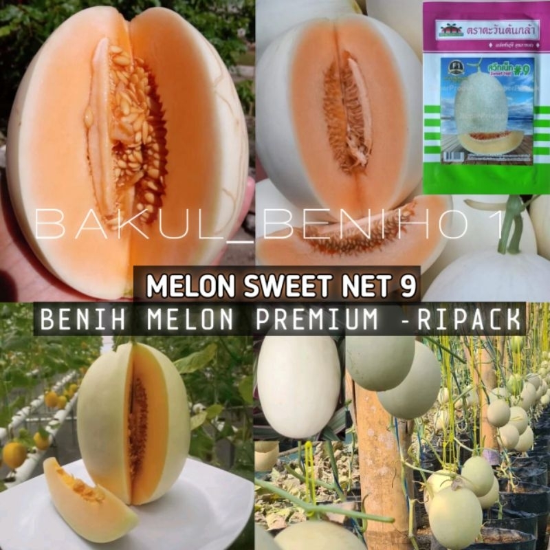 TERMURAH 150+ BENIH MELON SWEET NET 9 - RIPACK PREMIUM SUPER UNGGUL
