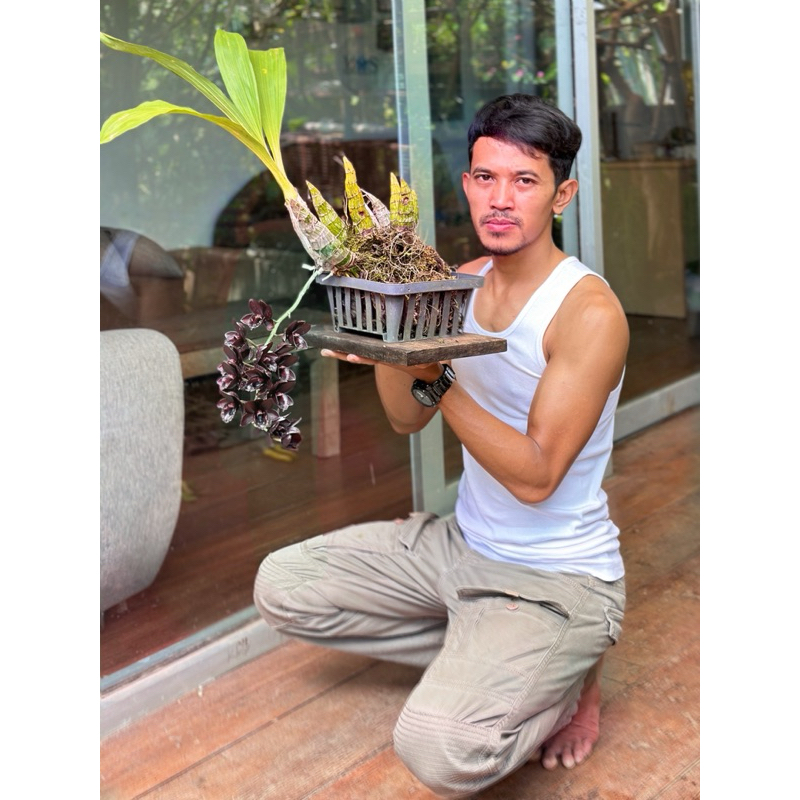 Anggrek Hitam, FDK After dark