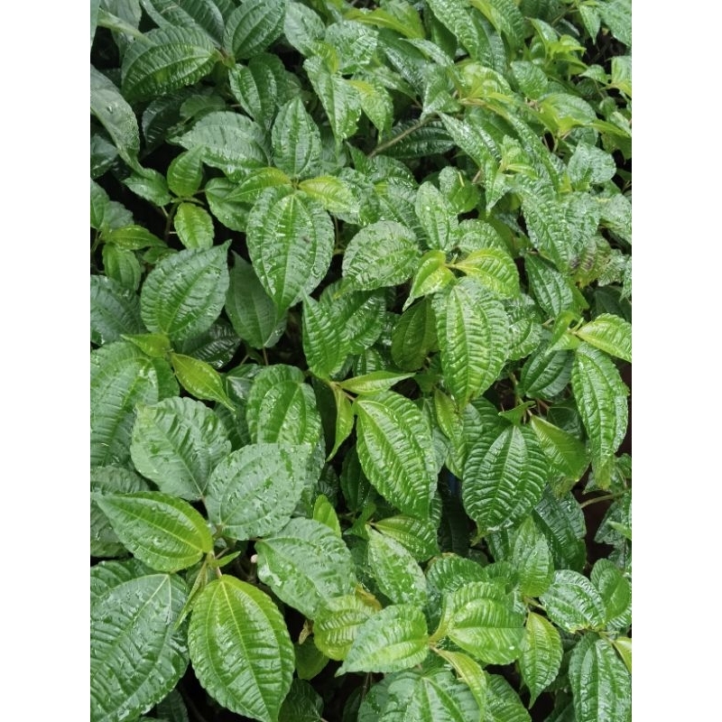 

daun pohpohan/lalaban segar (organik) 500 grm