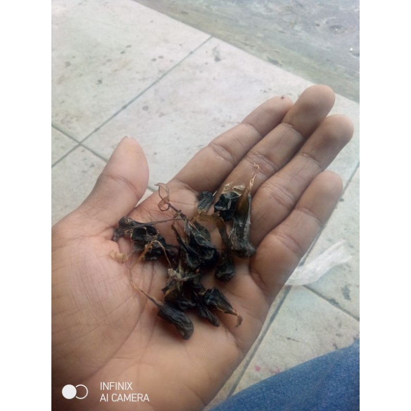 Empedu bulus (labi-labi)