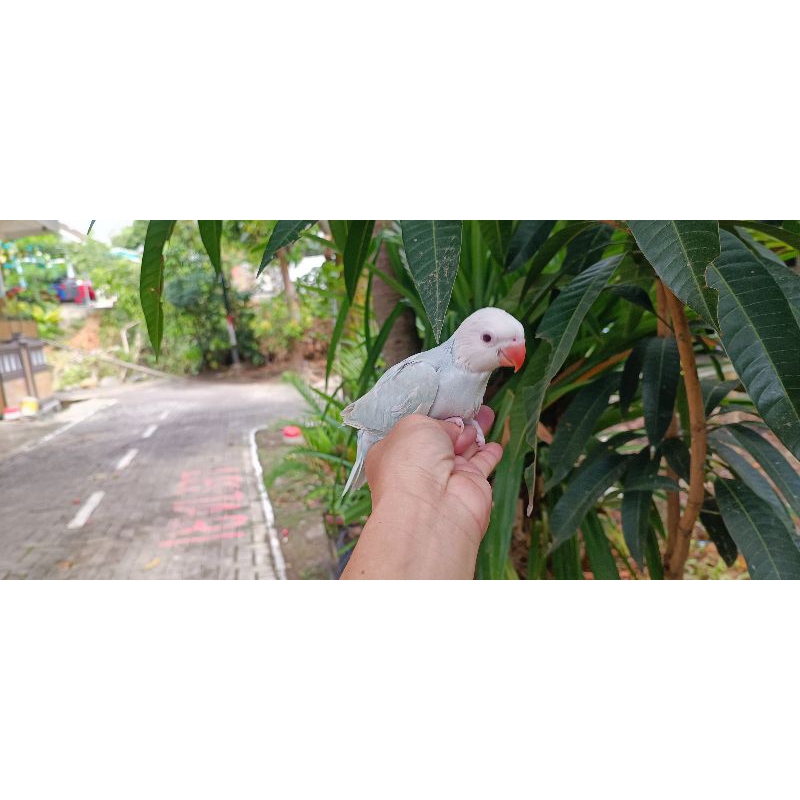 Baby indian ringneck pallid blue