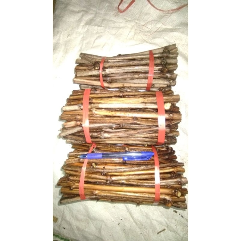 cutting anggur import CN/criolla negra