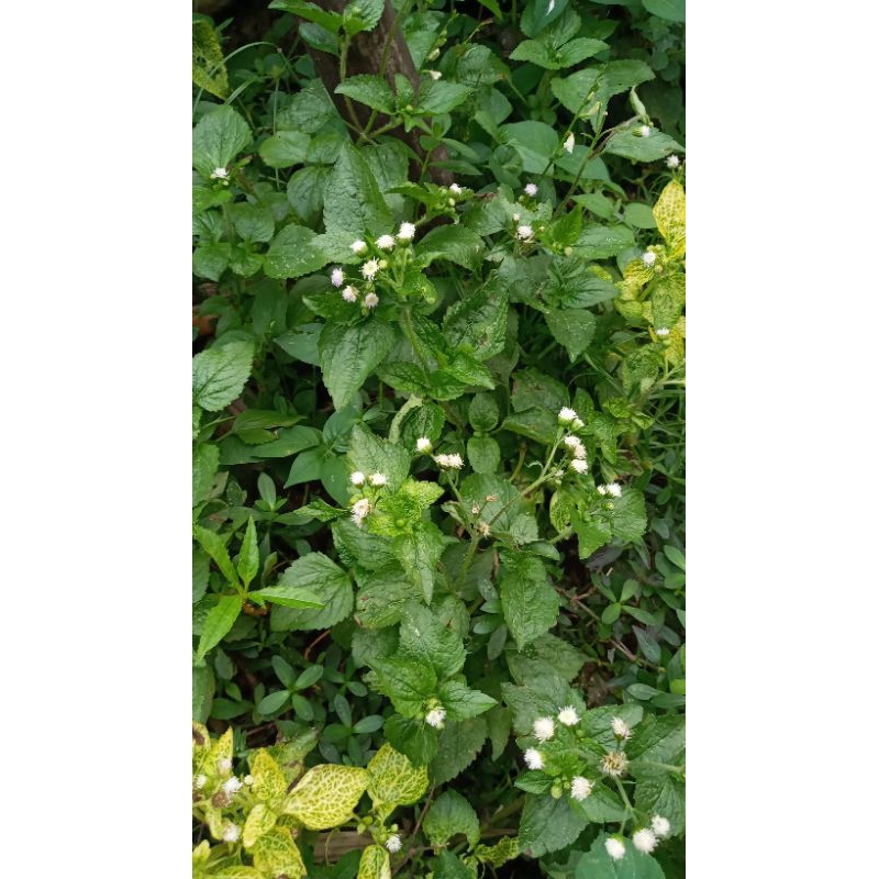 

Daun Bandotan segar di petik saat order 200gr