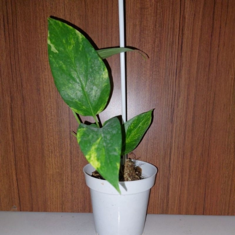 Epipremnum var Yellow / Epip Kujang remaja