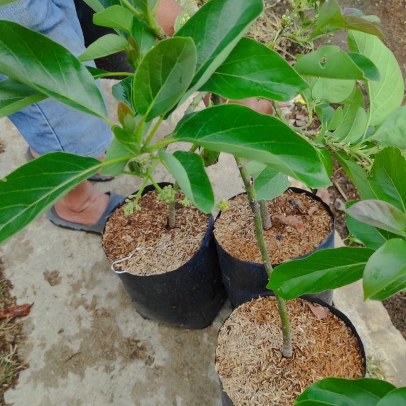 Bibit Alpukat kelud berbunga