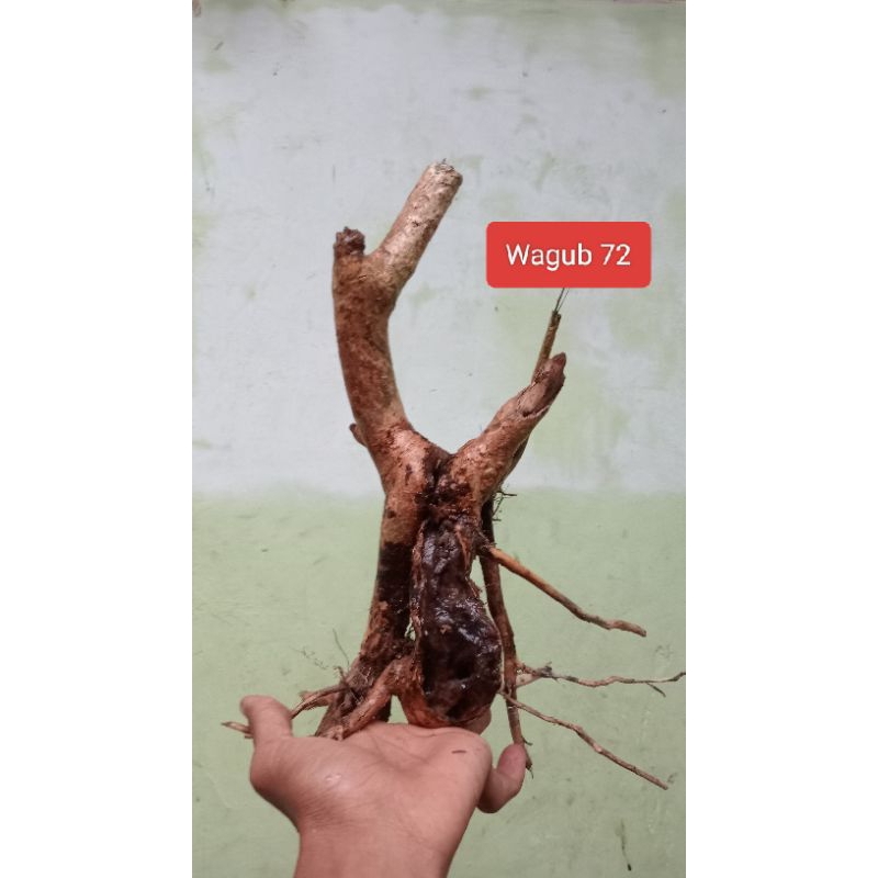 Bahan Bonsai Wahong Gunung Dongkelan Murah Realpict 41