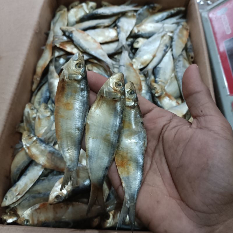 

IKAN ASIN TANJAN TEMBANG / IKAN ASIN BELO KECIL. 1KG FRESH