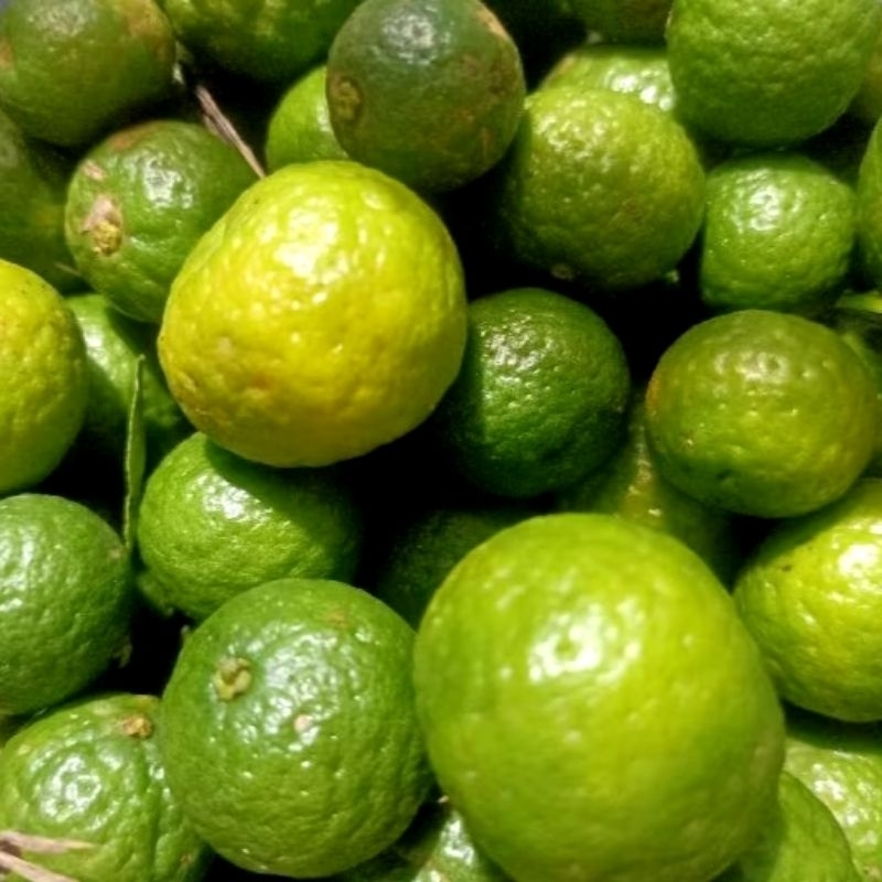 

JERUK LIMAO SEGAR 1kg DI PETIK LANGSUNG DARI POHON NYA