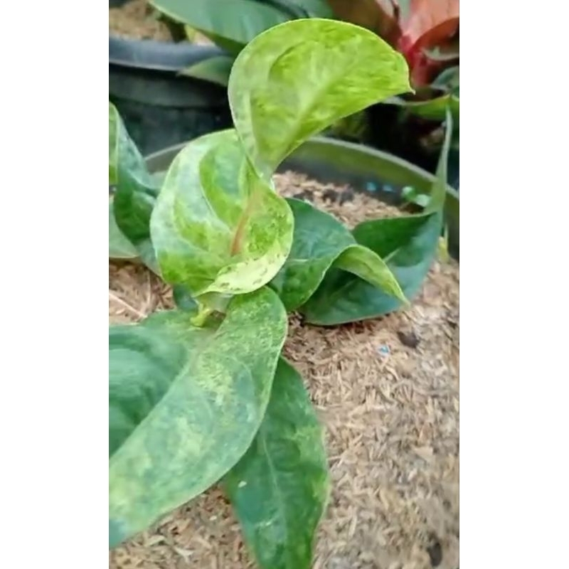 anthurium hokeri Twister curly varigata ( stank merah) koleksian