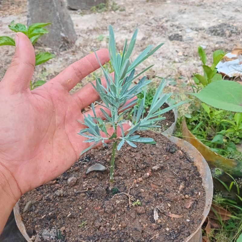 Lohansung blue ice bahan bonsai