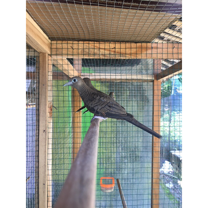 perkutut cemani hitam jantan atau betina jawa bali lampung