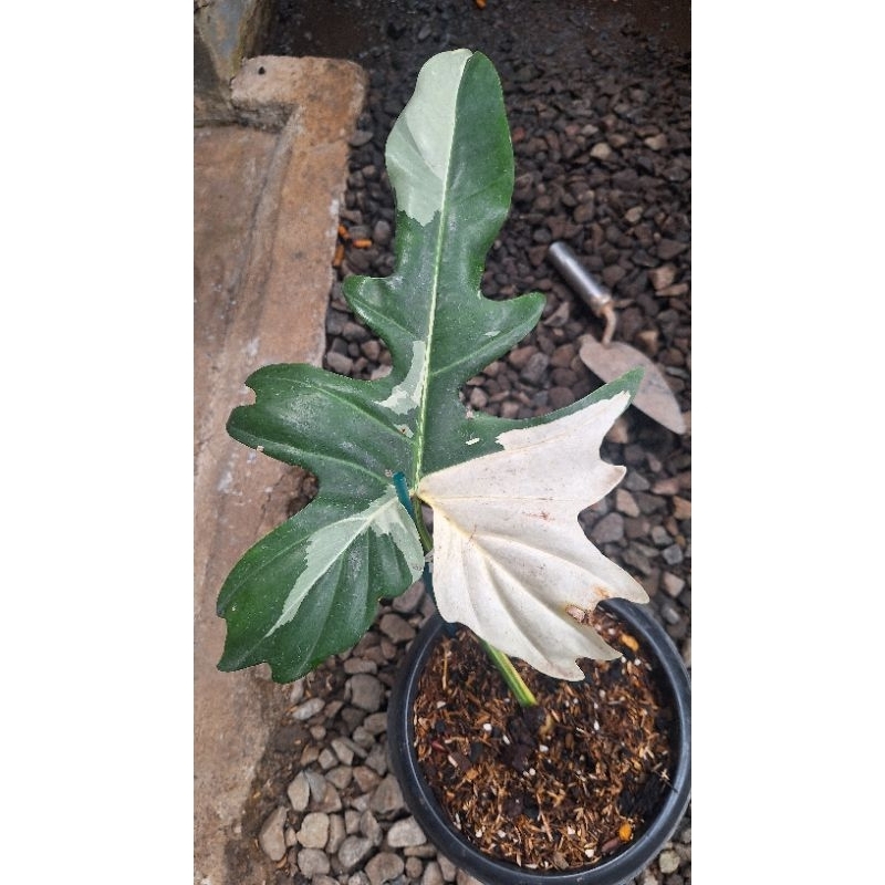 PHILODENDRON DRAGON VARIGATA