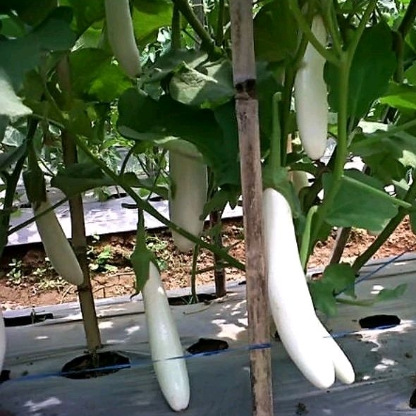 BIBIT TERONG PUTIH PANJANG Isi 300 BENIH || CASH/COD BAYAR DI TEMPAT