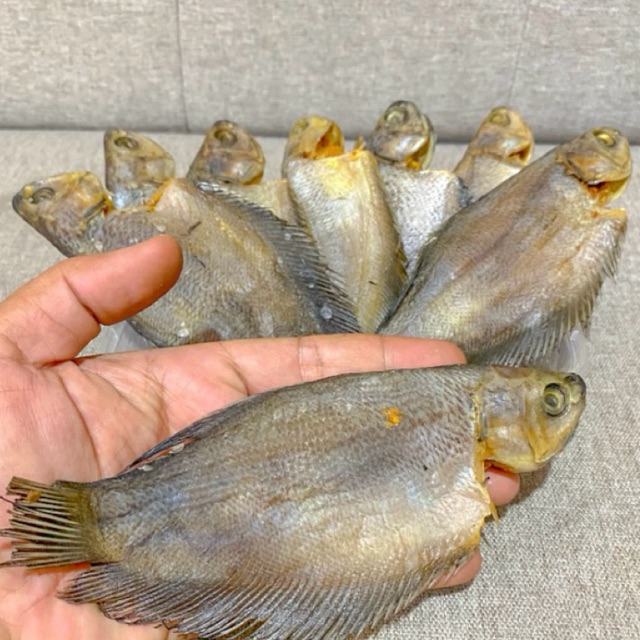 

Ikan Asin Sepat Siam Besar 100gr (Gratis box penyimpan ikan)